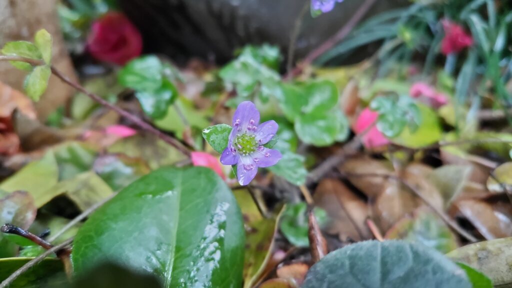 雪割草