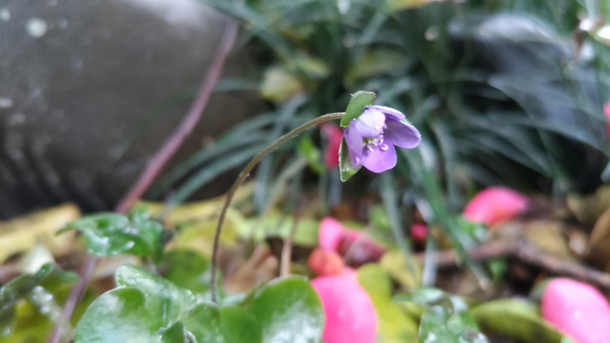 雪割草