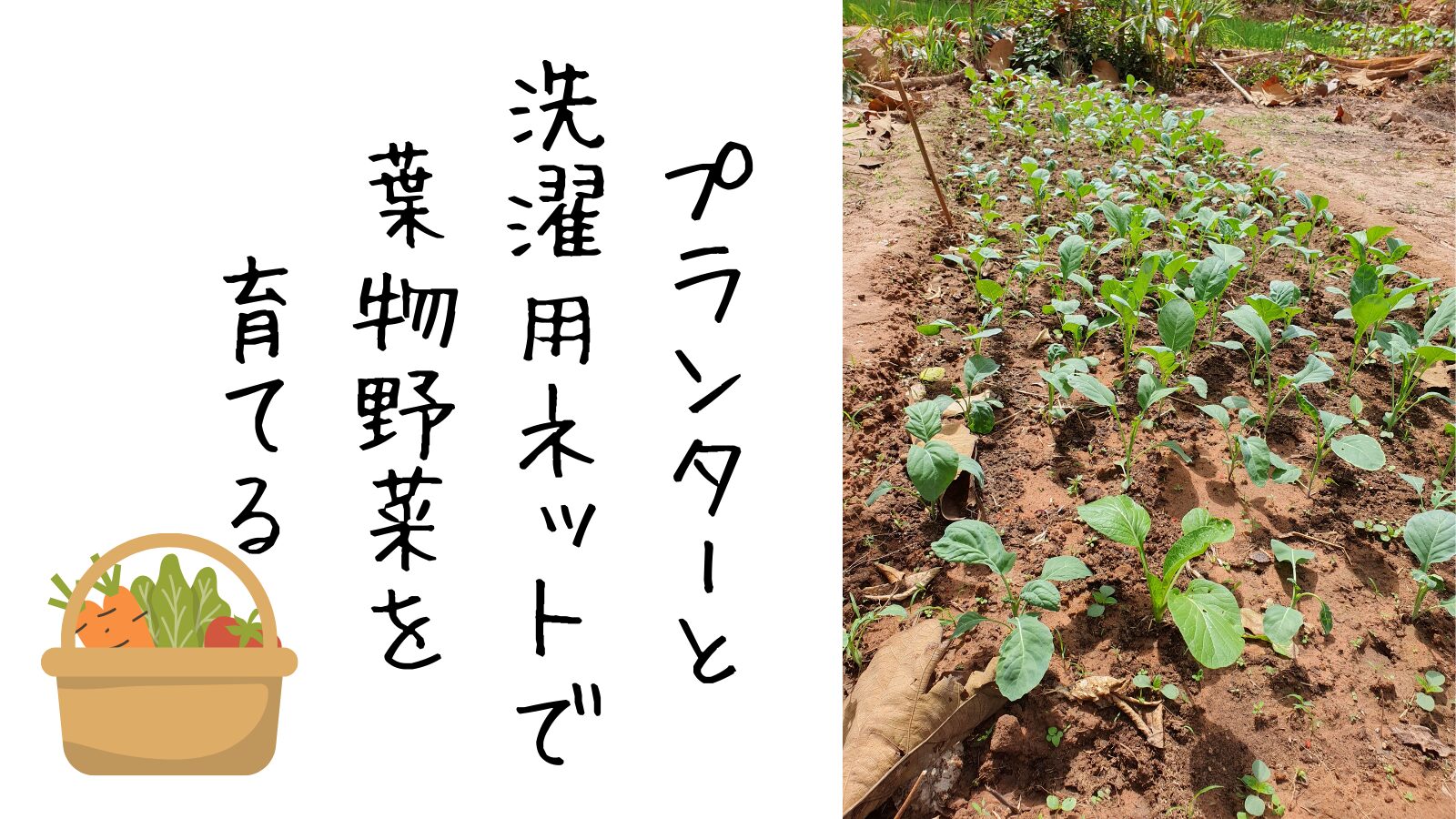 洗濯用ネットを使って葉物野菜を育てる
