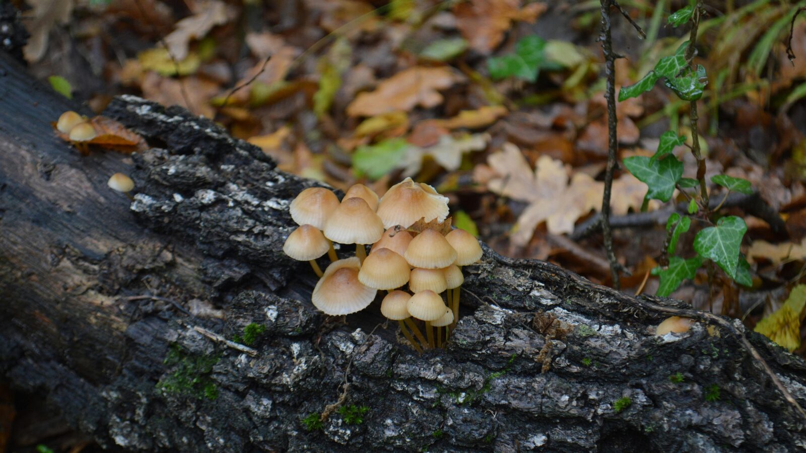 しいたけの原木を育てる