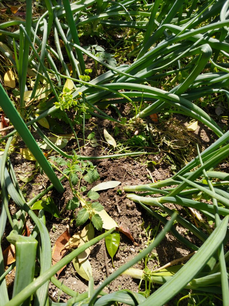 玉ねぎの間に植えつけられたミニトマト