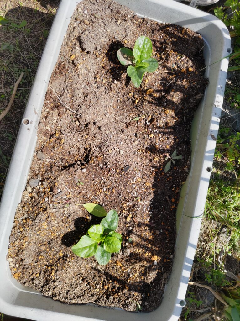 プランターに植えつけしたツルムラサキ