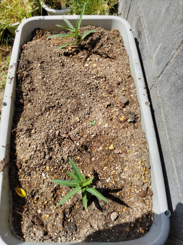 プランターに植えつけした空心菜