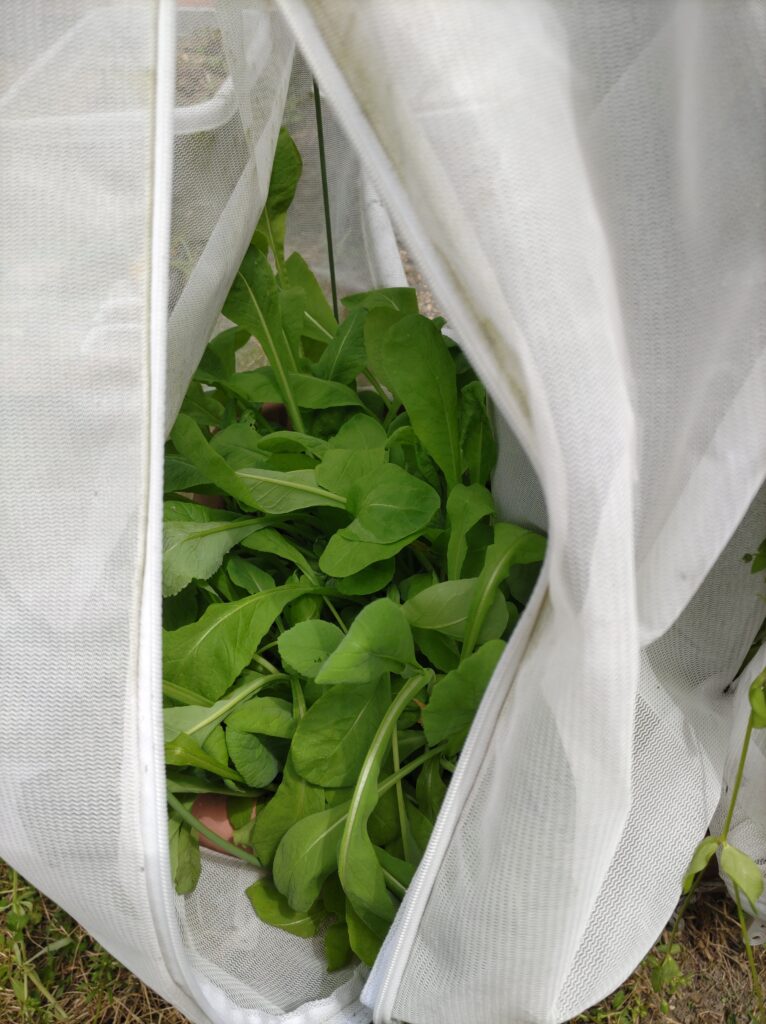 洗濯用ネットをかぶせたプランターで育つ小松菜